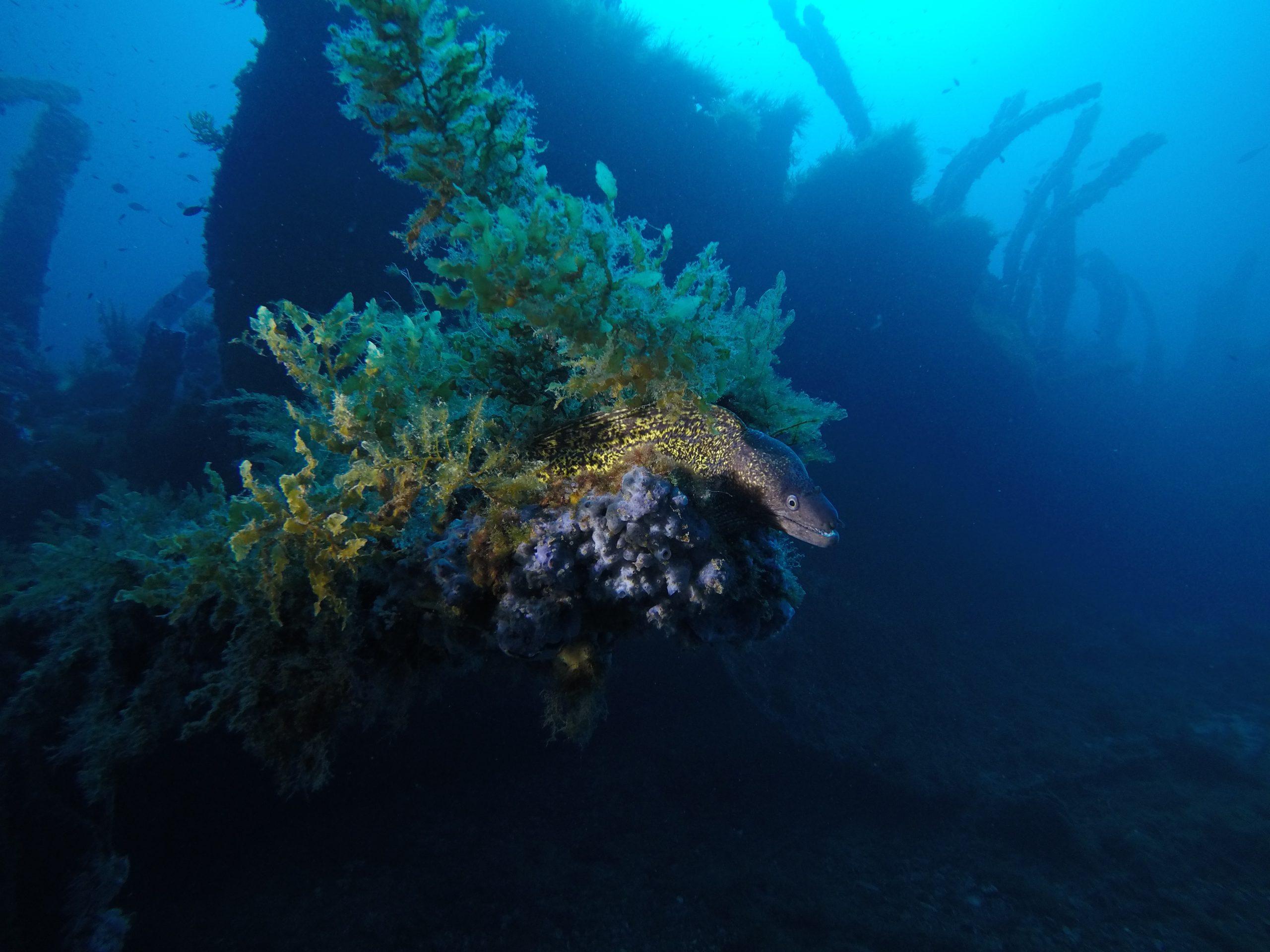 Malakoff Wreck