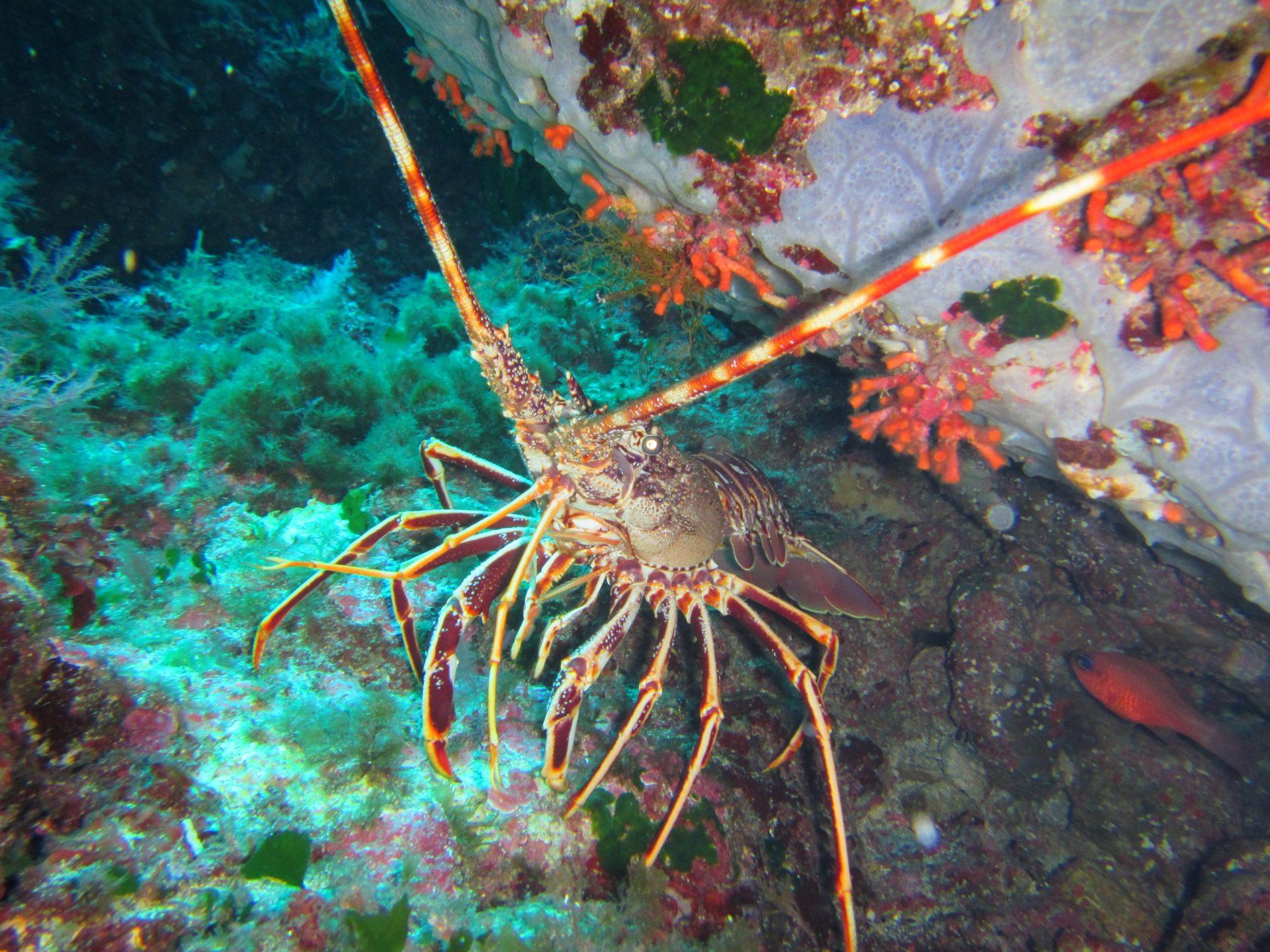 East End - Son Bou Scuba duikstekken