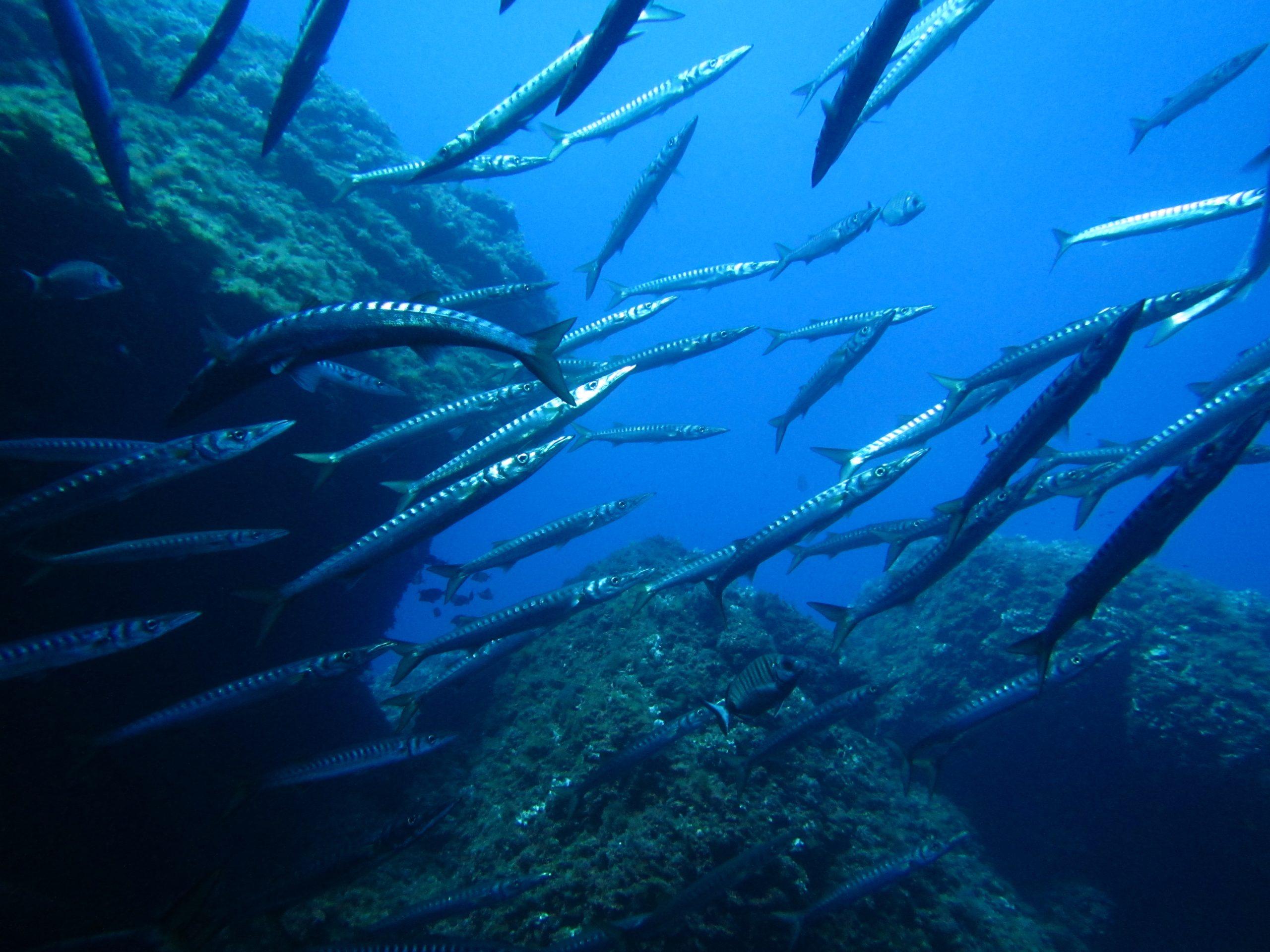 La Llosa del Patró Pere - Son Bou Scuba